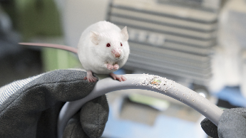 Szczury i pociągi - czy Twoje kable na pewno są bezpieczne?