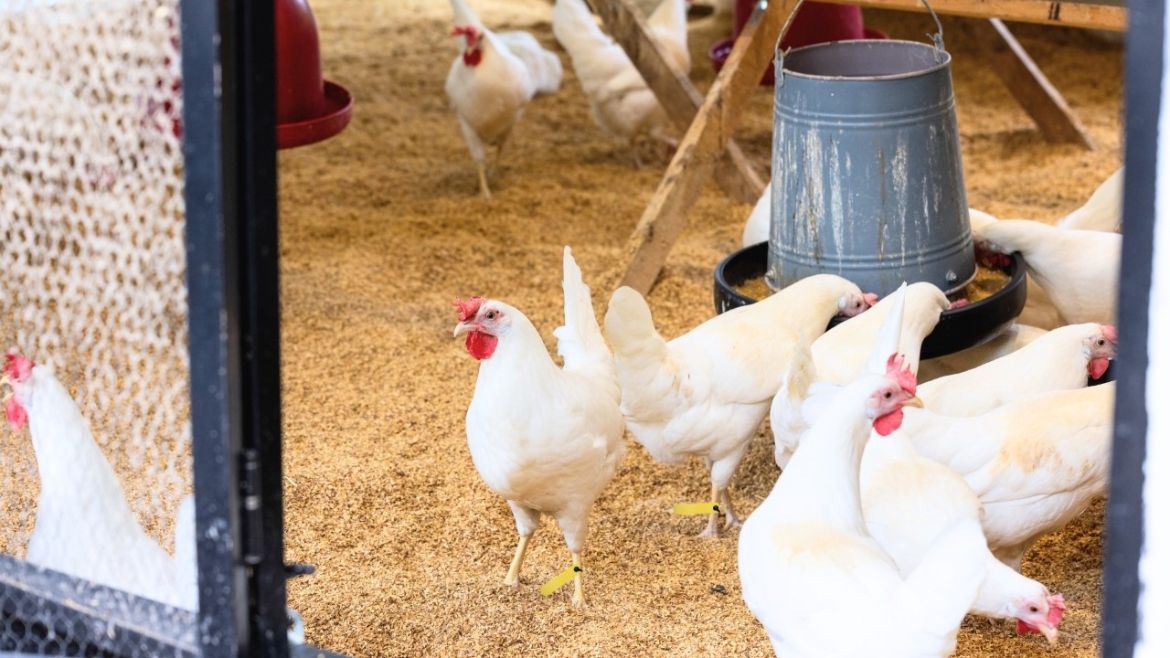 HellermannTyton wspiera badania nad poprawą warunków bytowych kur niosek